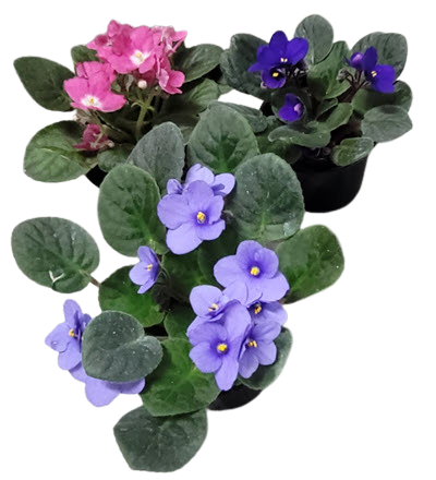 African Violet Assortment